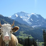 2_wengen_kuh_cow_summer_print